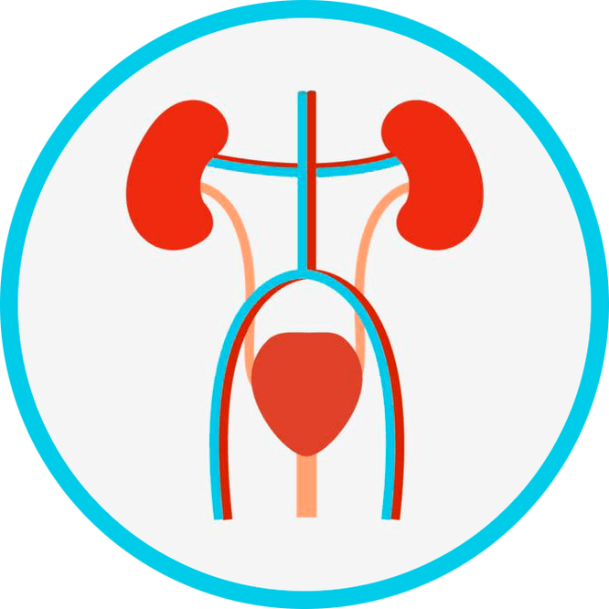 Anatomie van het urogenitale systeem